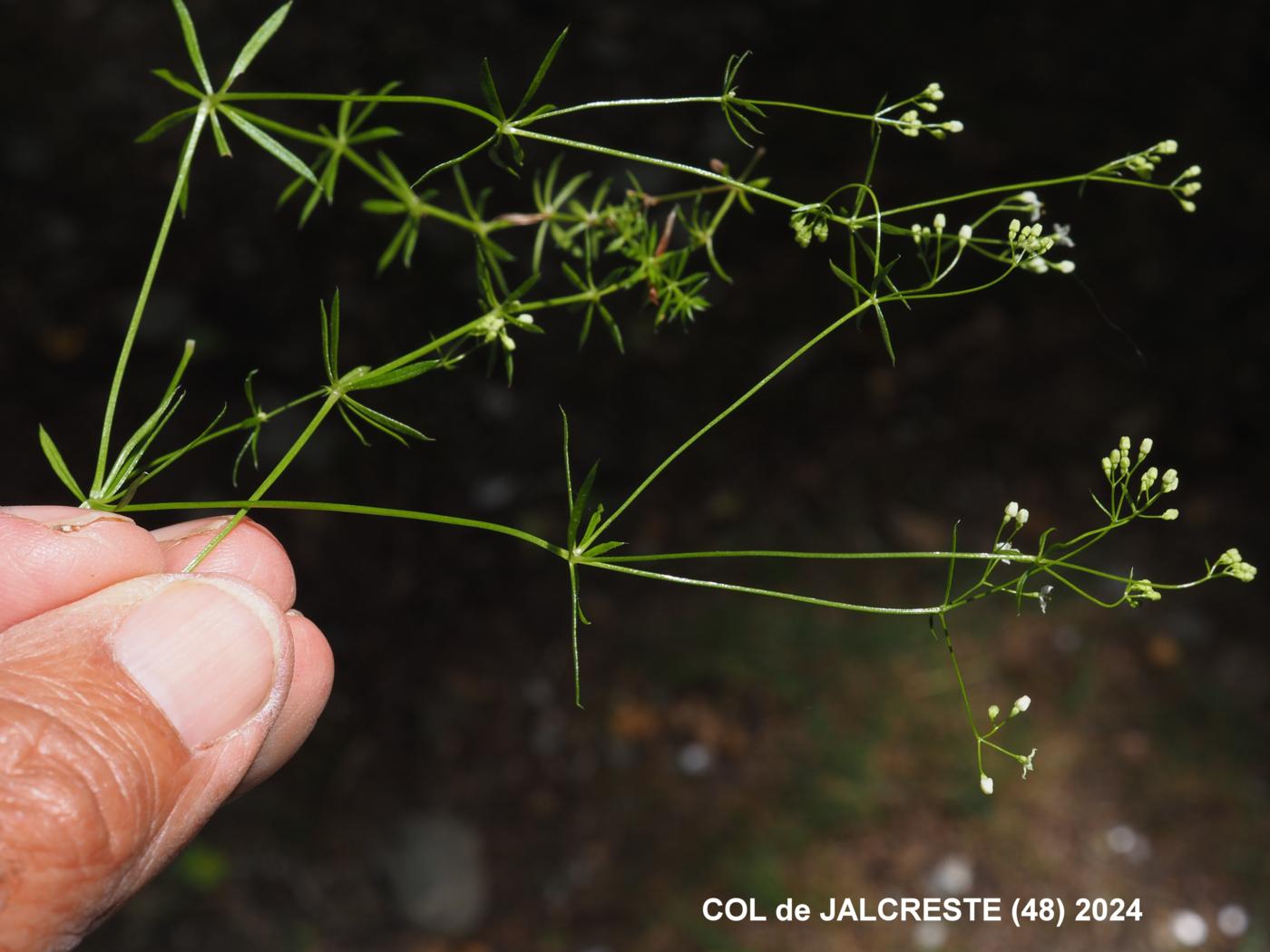Bedstraw, Slender plant